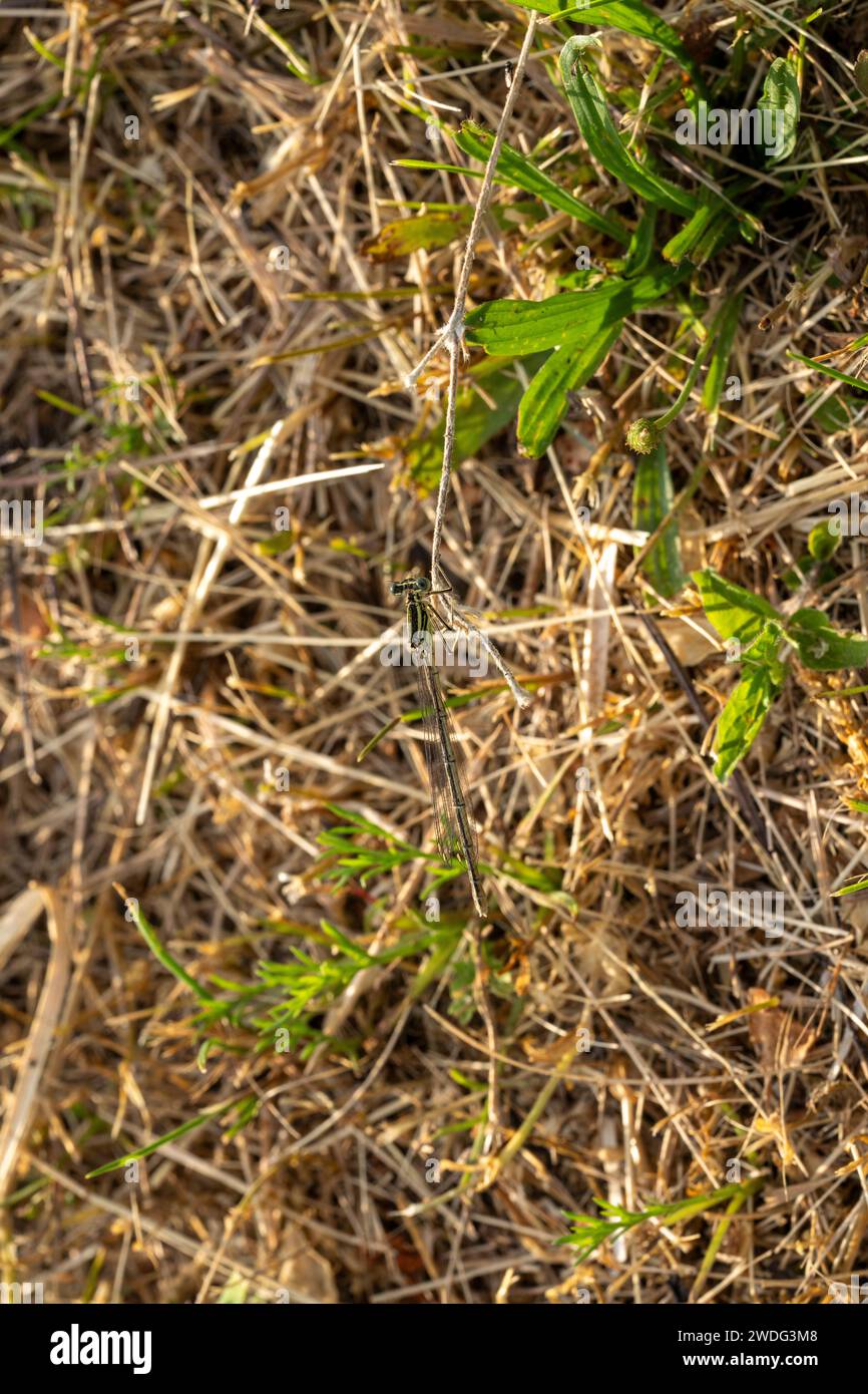 Platycnemis pennipes famille Platycnemididae genre Platycnemis mouche blanche mouche à pattes blanches insecte nature sauvage papier peint, image, photographie Banque D'Images