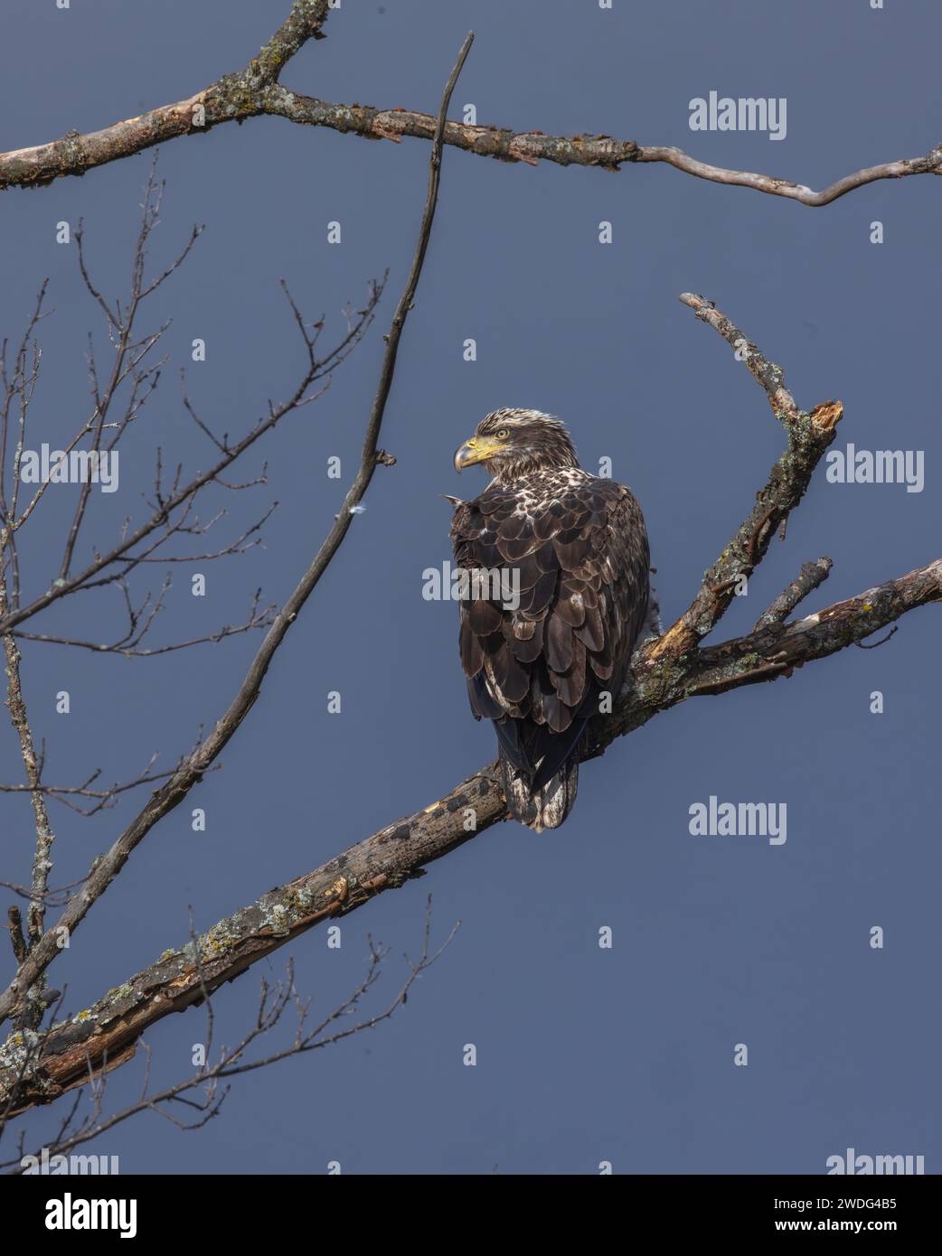 Aigle à tête blanche immature dans le nord du Wisconsin. Banque D'Images