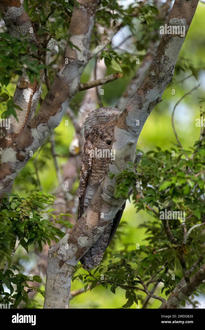 Grand potoo, Nyctibius grandis, bassin amazonien, Brésil Banque D'Images