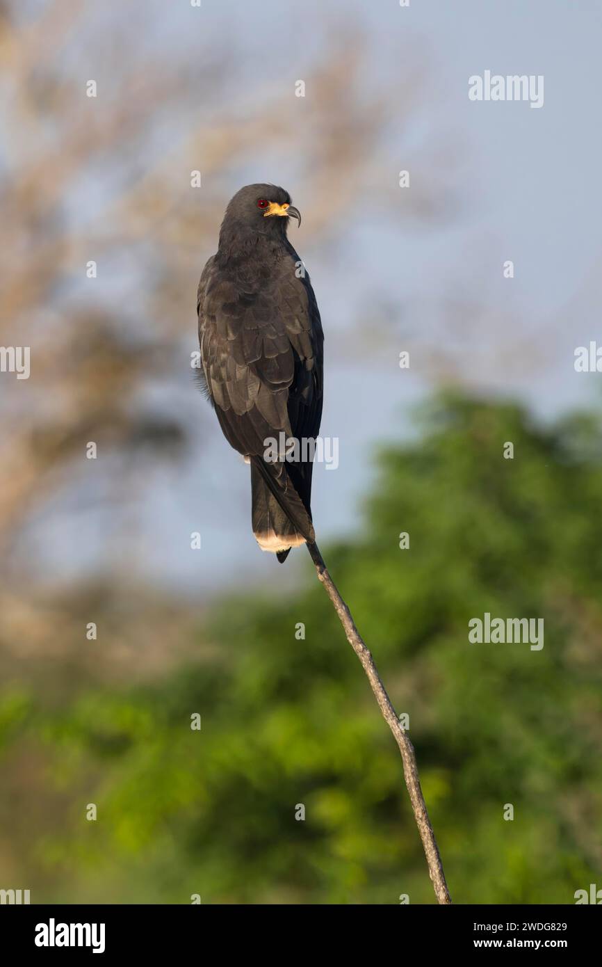 Cerf-volant d'escargot, Rostrhamus sociabilis, bassin amazonien, Brésil Banque D'Images
