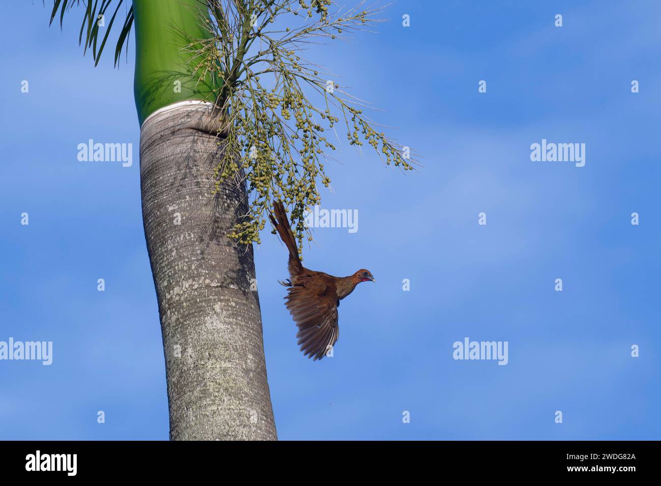 Chachalaca à tête de châtaignier volant d'un palmier royal, Ortalis ruficeps, bassin amazonien, Brésil Banque D'Images