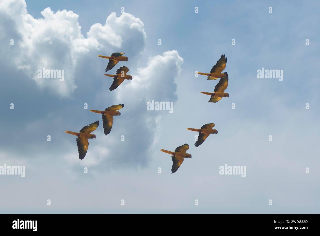 Troupeau de perruches dorées, conure dorée, bassin amazonien, Brésil Banque D'Images