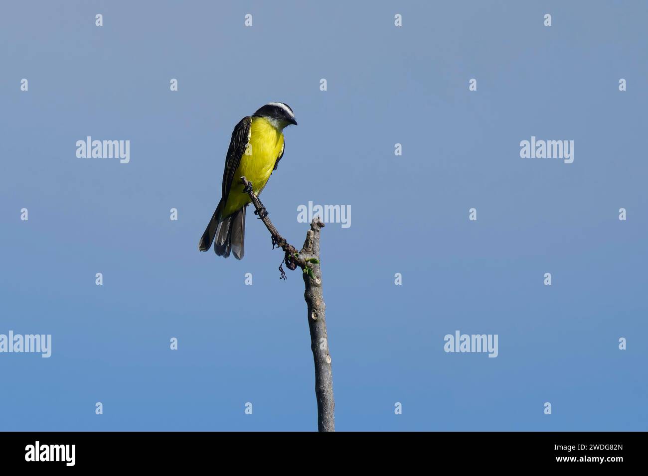 Social Flycatcher, Myiozetetes similis, bassin amazonien, Brésil Banque D'Images