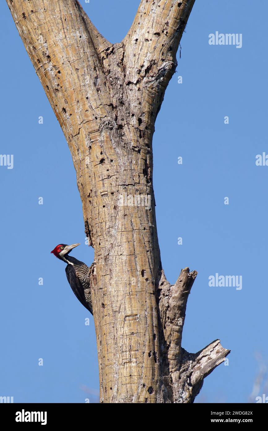 Pic-bois cramoisi femelle, Campephilus melanoleucos, bassin amazonien, Brésil Banque D'Images