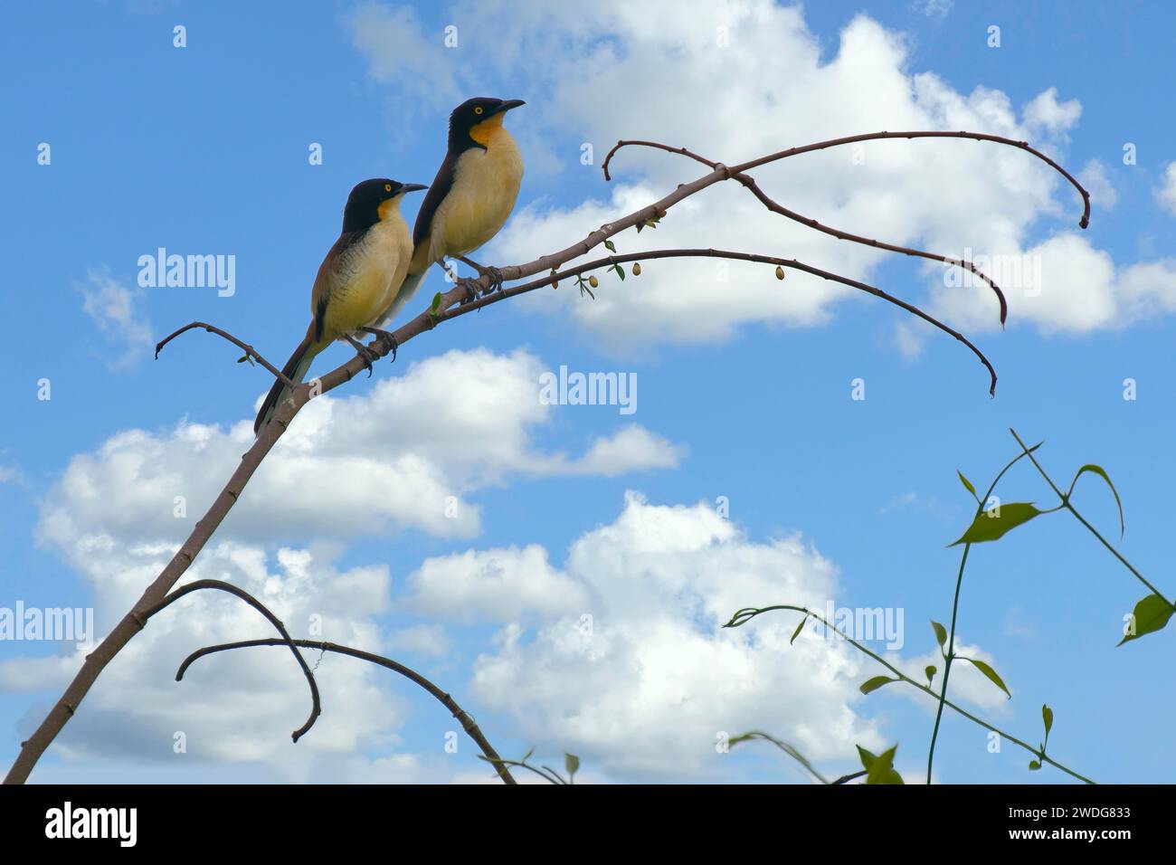 Couple de Donacobius à coiffe noire, Donacobius atricapilla, bassin amazonien, Brésil Banque D'Images