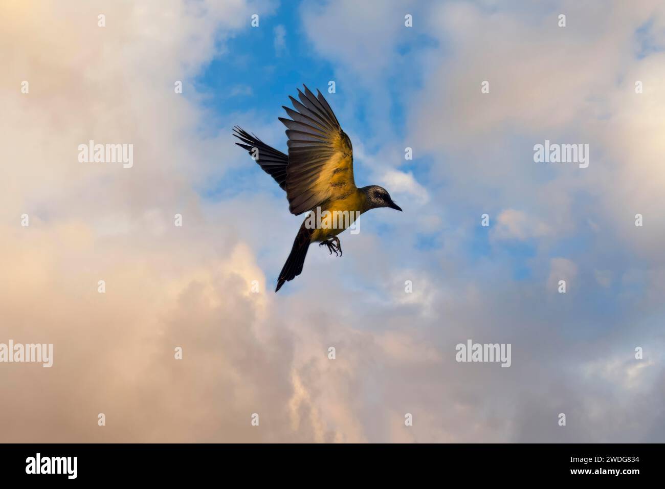 Oiseau royal à gorge blanche volant, Tyrannus albogularis, bassin amazonien, Brésil Banque D'Images