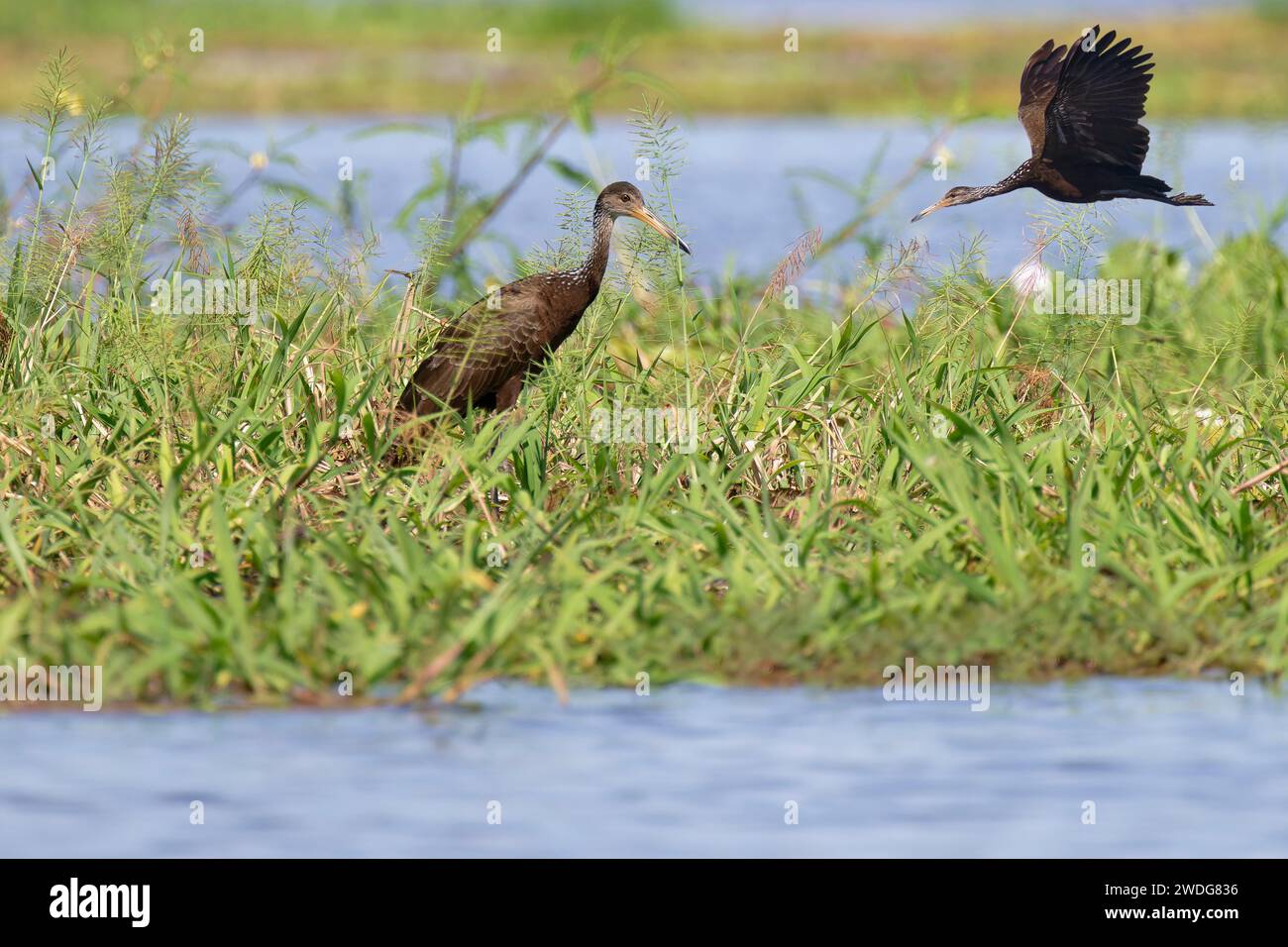 Limpkin, Aramus guarauna, marche sur herbe flottante, bassin amazonien, Brésil Banque D'Images