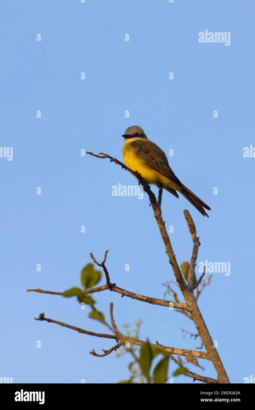 Oiseau royal à gorge blanche, Tyrannus albogularis, bassin amazonien, Brésil Banque D'Images