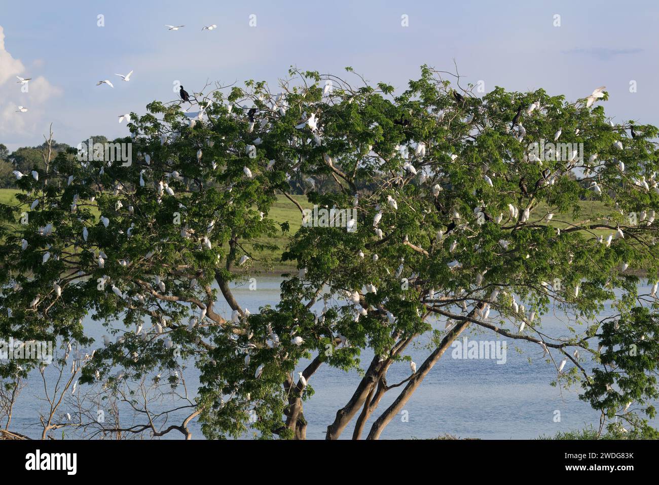 Grets de bovins de l'Ouest, Bubulcus ibis, perché dans un arbre, fin d'après-midi, bassin amazonien, Brésil Banque D'Images