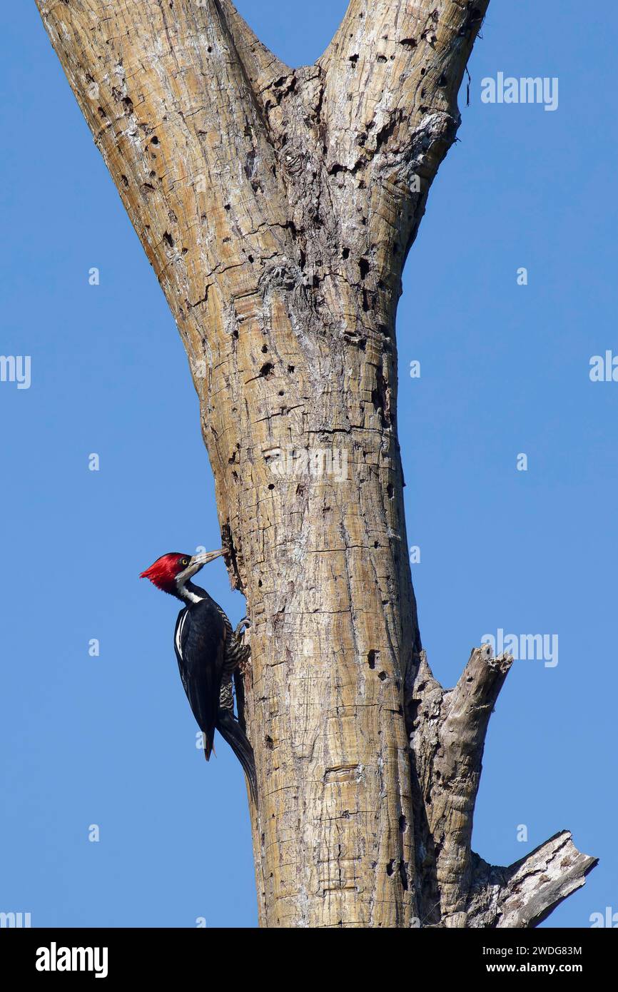 Pic-bois cramoisi femelle, Campephilus melanoleucos, bassin amazonien, Brésil Banque D'Images
