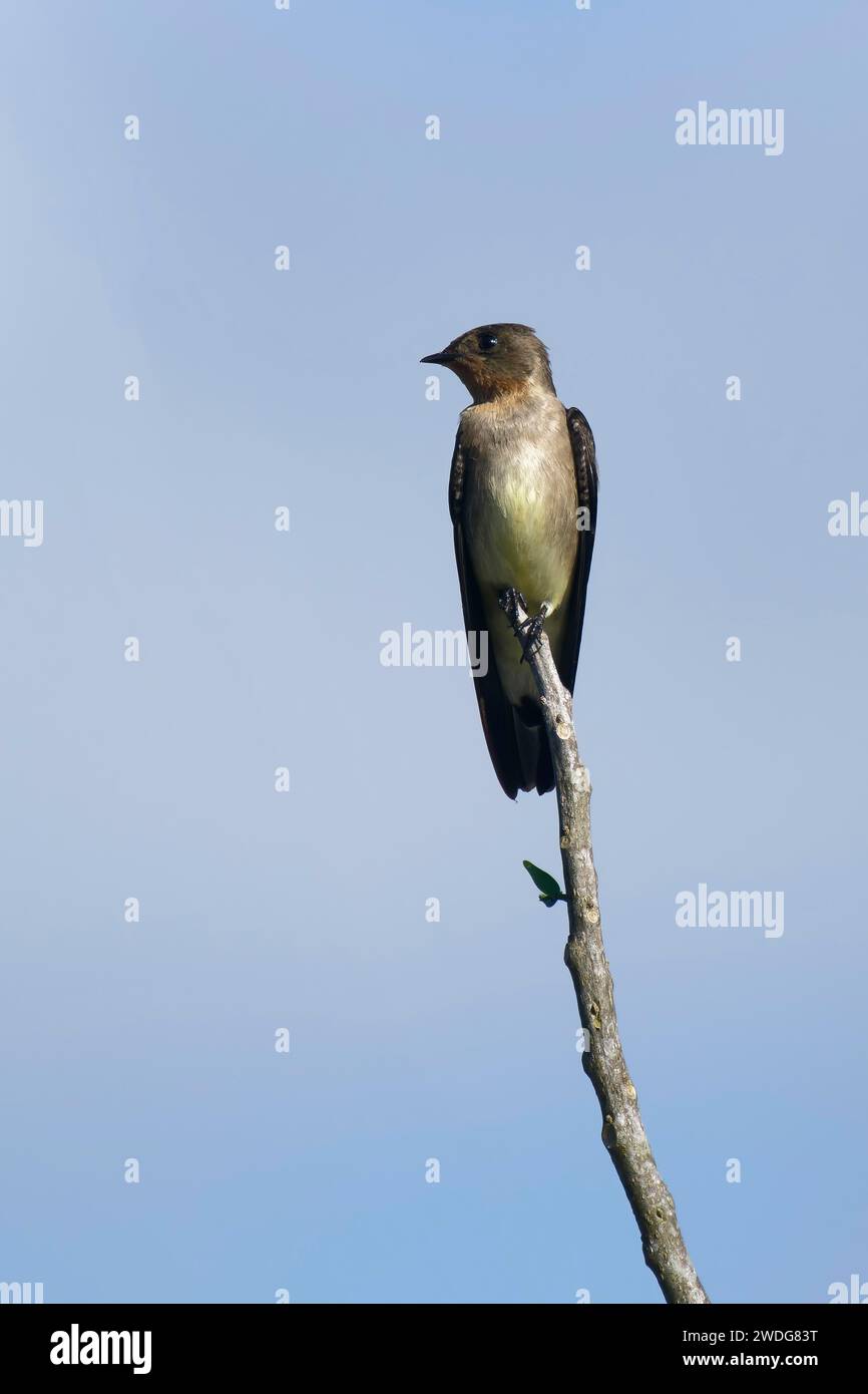 Hirondelle à ailes rugueuses du sud, Stelgidopteryx ruficollis ruficollis, bassin amazonien, Brésil Banque D'Images