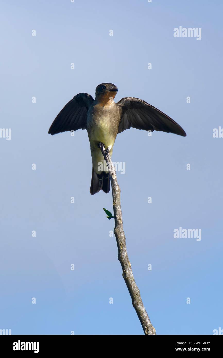 Hirondelle à ailes rugueuses du sud, Stelgidopteryx ruficollis ruficollis, bassin amazonien, Brésil Banque D'Images