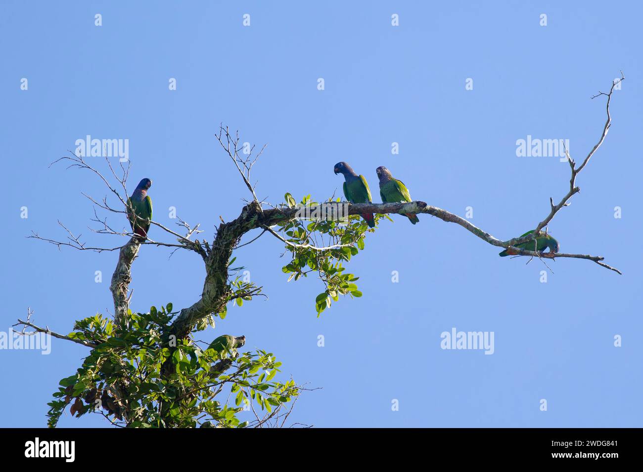 Perroquets à tête bleue assis sur une branche, Pionus menstruus menstruus, bassin amazonien, Brésil Banque D'Images