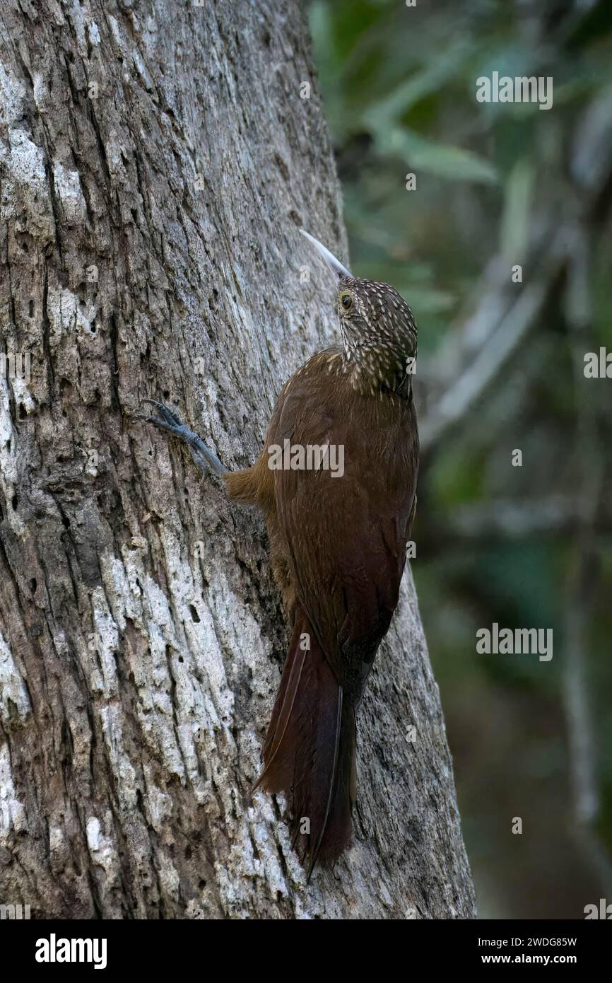 Marmite amazonienne barrée, Dendrocolaptes certhia, bassin amazonien, Brésil Banque D'Images