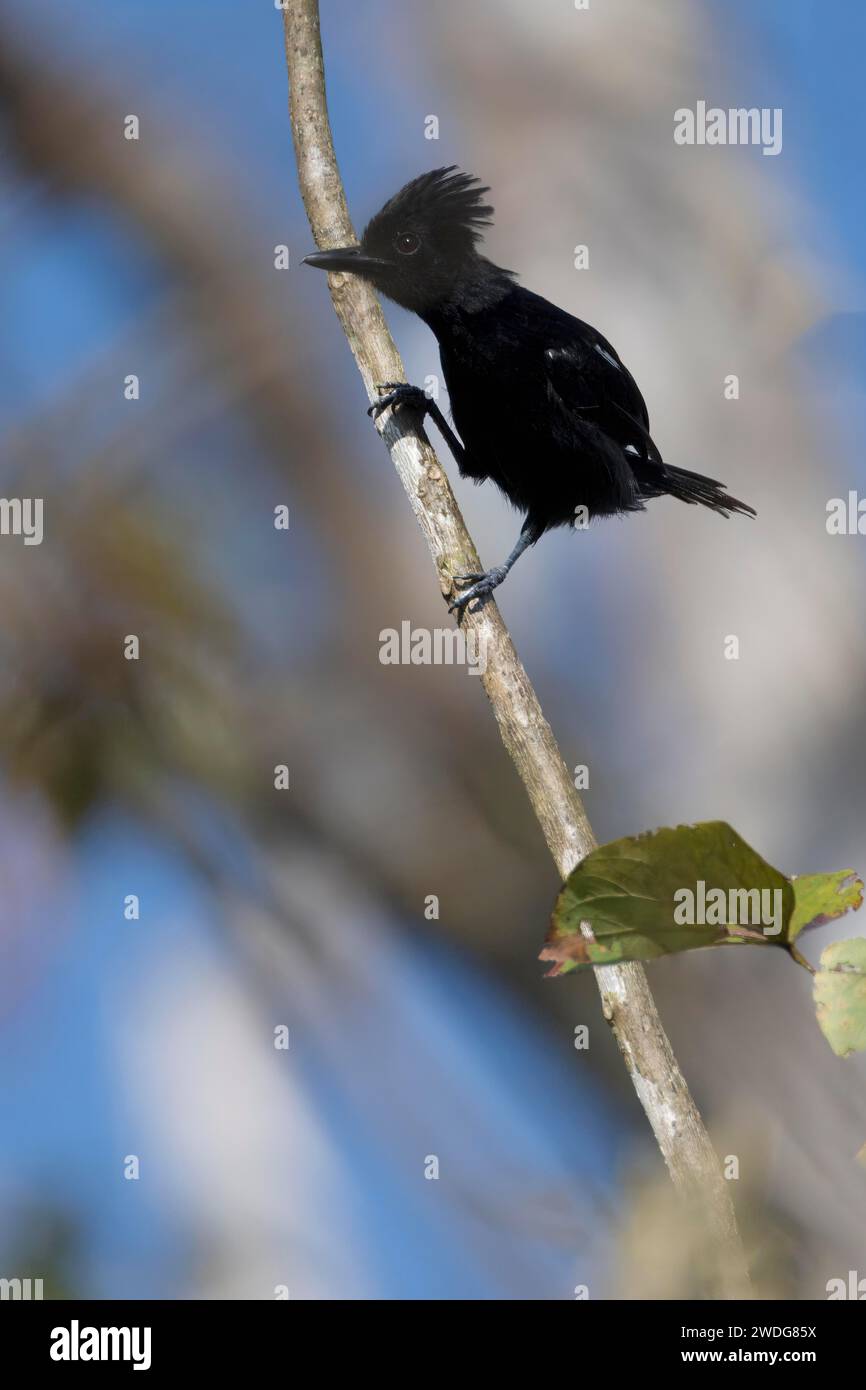 Antscrike brillant, Sakesphorus luctuosus luctuosus, bassin amazonien, Brésil Banque D'Images