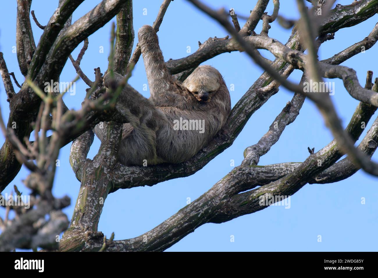 Gorge brune à trois doigts, Bradypus variegatus, dans un arbre, bassin de l'Amazonie, Brésil Banque D'Images