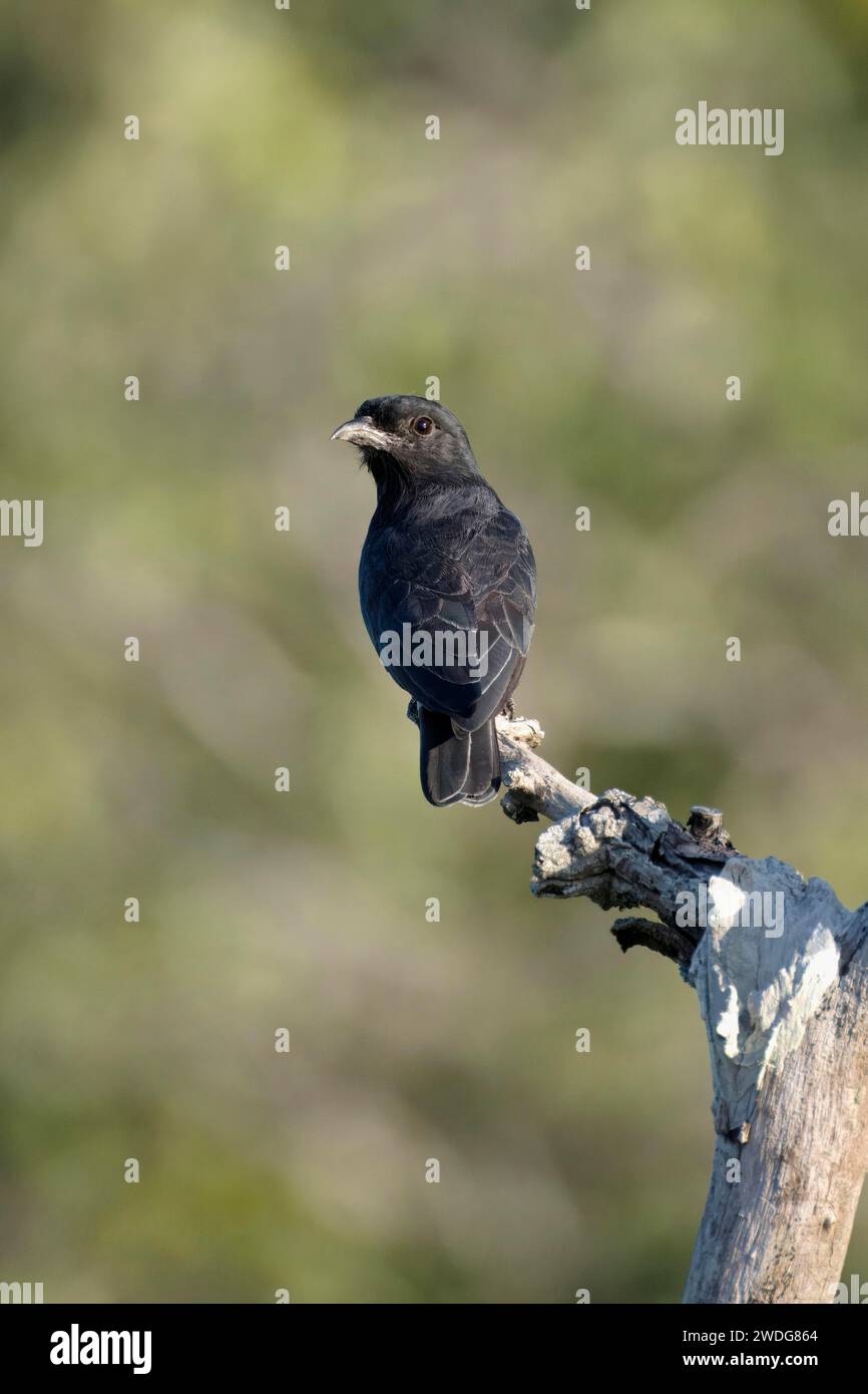Puffbird ailé hirondelle, Chelidoptera tenebrosa tenebrosa, bassin amazonien, Brésil Banque D'Images