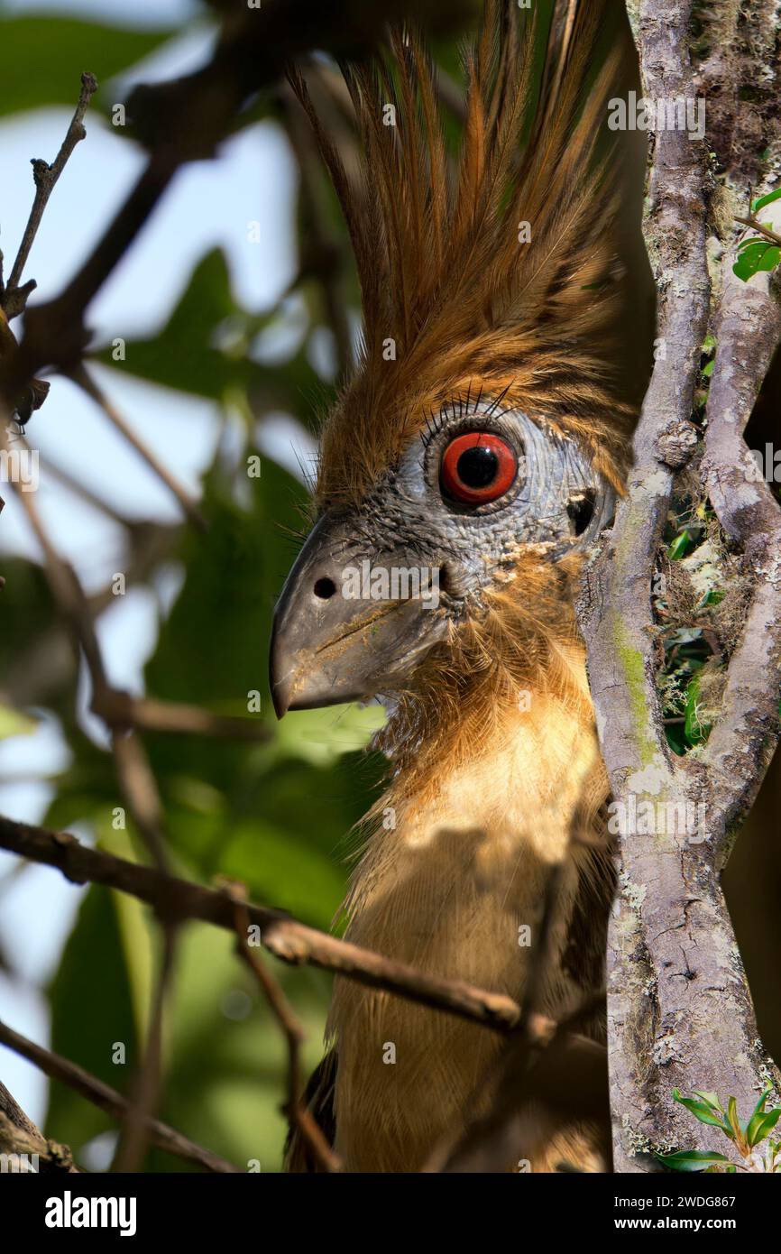 Portrait de Hoatzin, Hoazin Opisthocomus, bassin amazonien, Brésil Banque D'Images