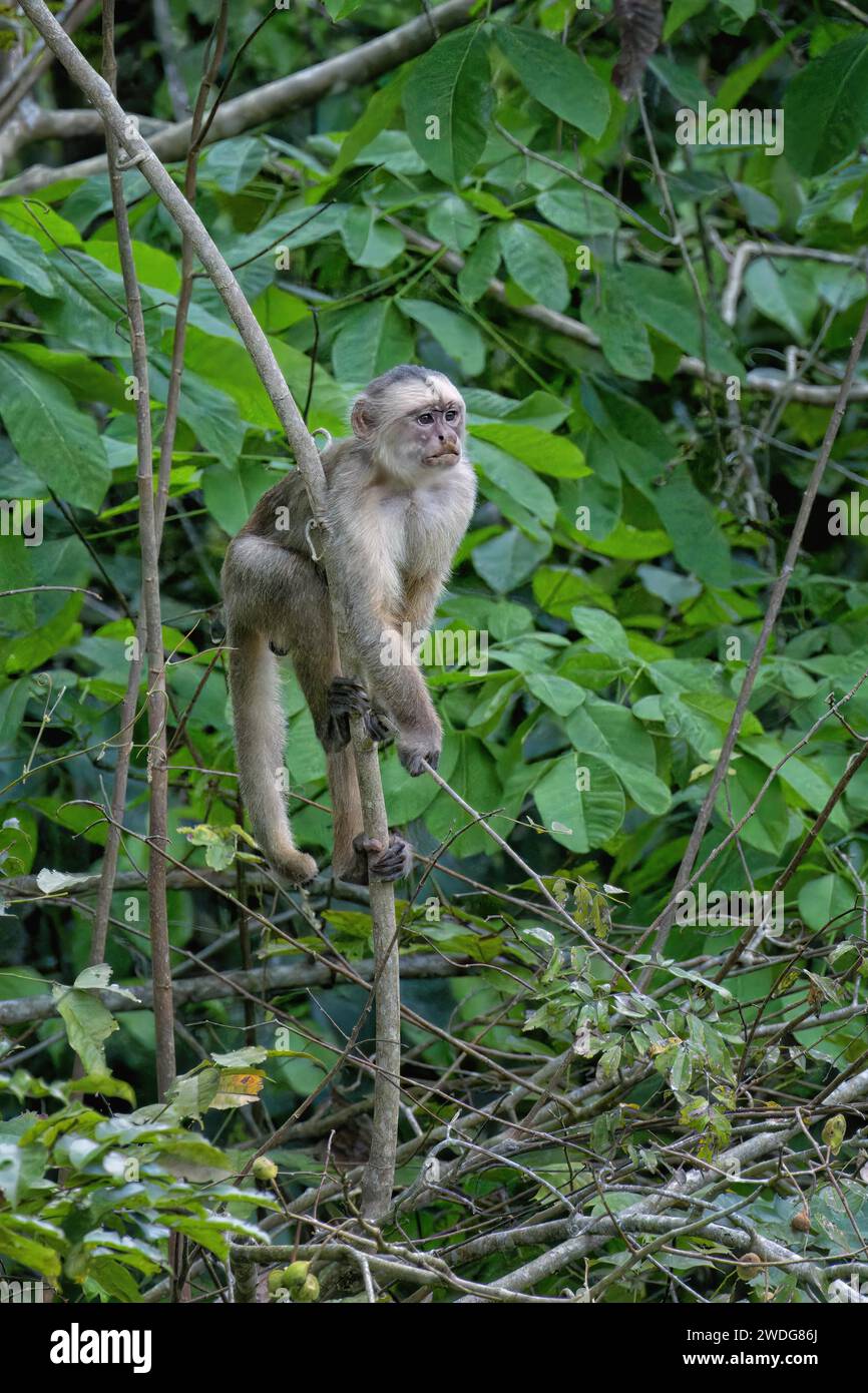 Capucin blanc, albifrons Cebus, bassin amazonien, Brésil Banque D'Images