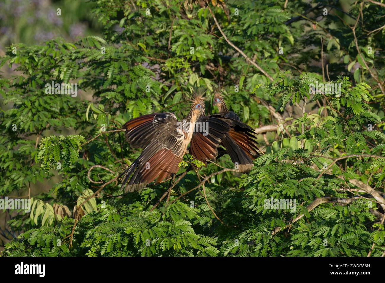 Trois Hoatzin, Opisthocomus hoazin, dans la forêt, bassin amazonien, Brésil Banque D'Images