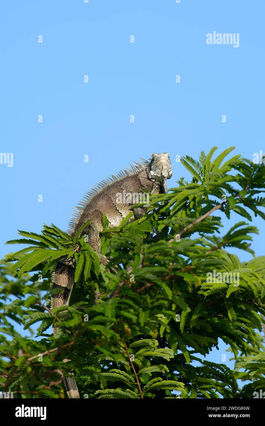 Iguane vert, Iguane iguane, sur le sommet des arbres, bassin amazonien, Brésil Banque D'Images