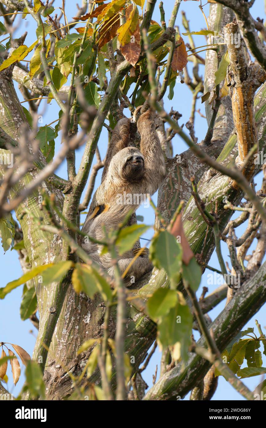 Gorge brune à trois doigts, Bradypus variegatus, dans un arbre, bassin de l'Amazonie, Brésil Banque D'Images