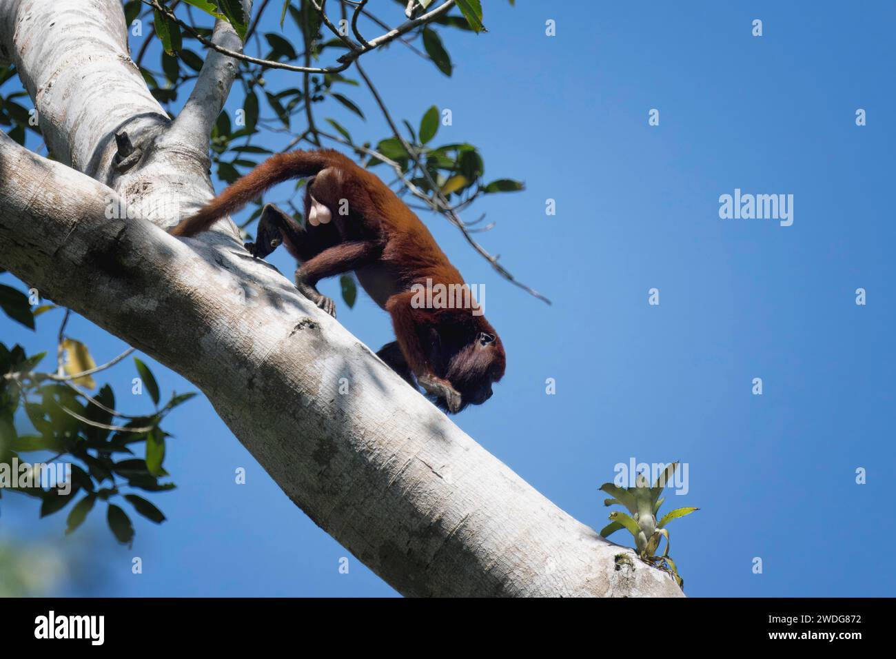 Singe hurleur rouge colombien, Alouatta seniculus, dans un arbre, bassin amazonien, Brésil Banque D'Images