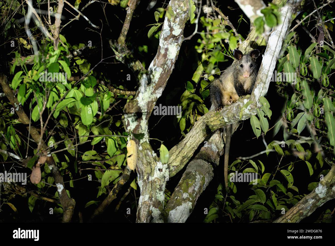 Commun opossum, Didelphis marsupialis marsupialis, bassin amazonien, Brésil Banque D'Images