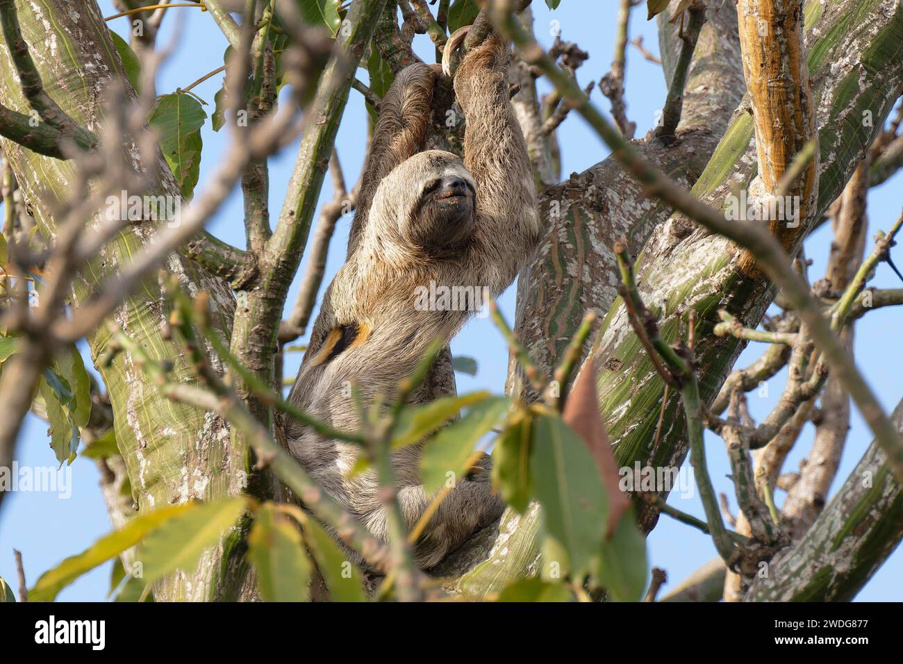 Gorge brune à trois doigts, Bradypus variegatus, dans un arbre, bassin de l'Amazonie, Brésil Banque D'Images
