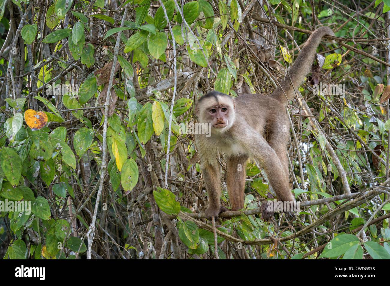Capucin blanc, albifrons Cebus, bassin amazonien, Brésil Banque D'Images