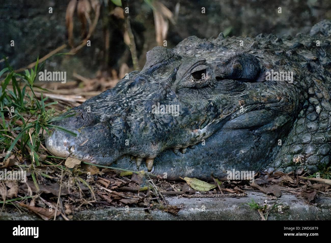 Plan de tête d'un Caïman noir, Melanosuchus niger, bassin amazonien, Brésil Banque D'Images