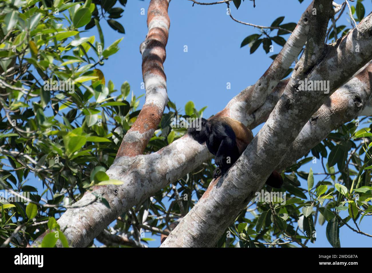 Uakari à tête noire, Cacajao melanocephalus, bassin amazonien, Brésil Banque D'Images