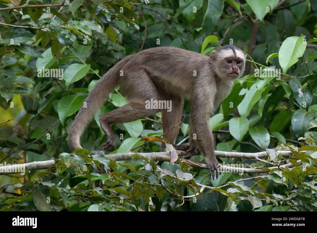 Capucin blanc, albifrons Cebus, bassin amazonien, Brésil Banque D'Images
