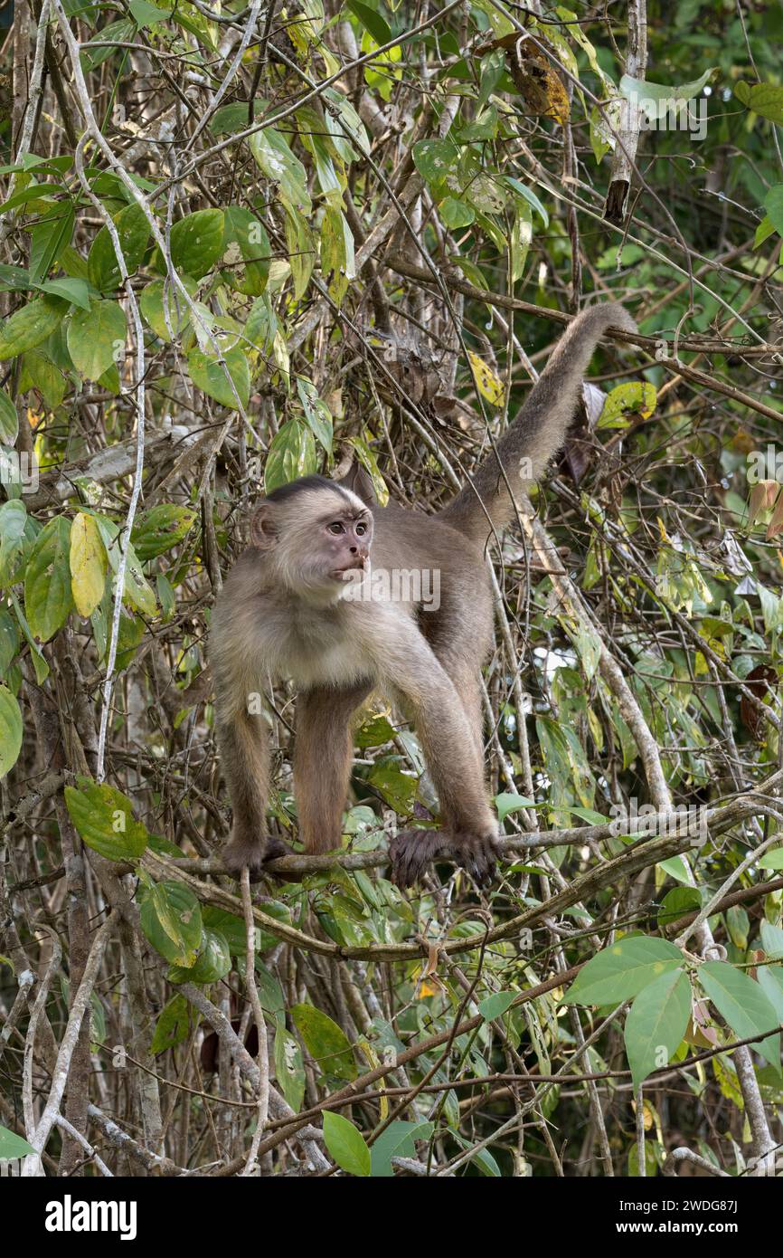 Capucin blanc, albifrons Cebus, bassin amazonien, Brésil Banque D'Images