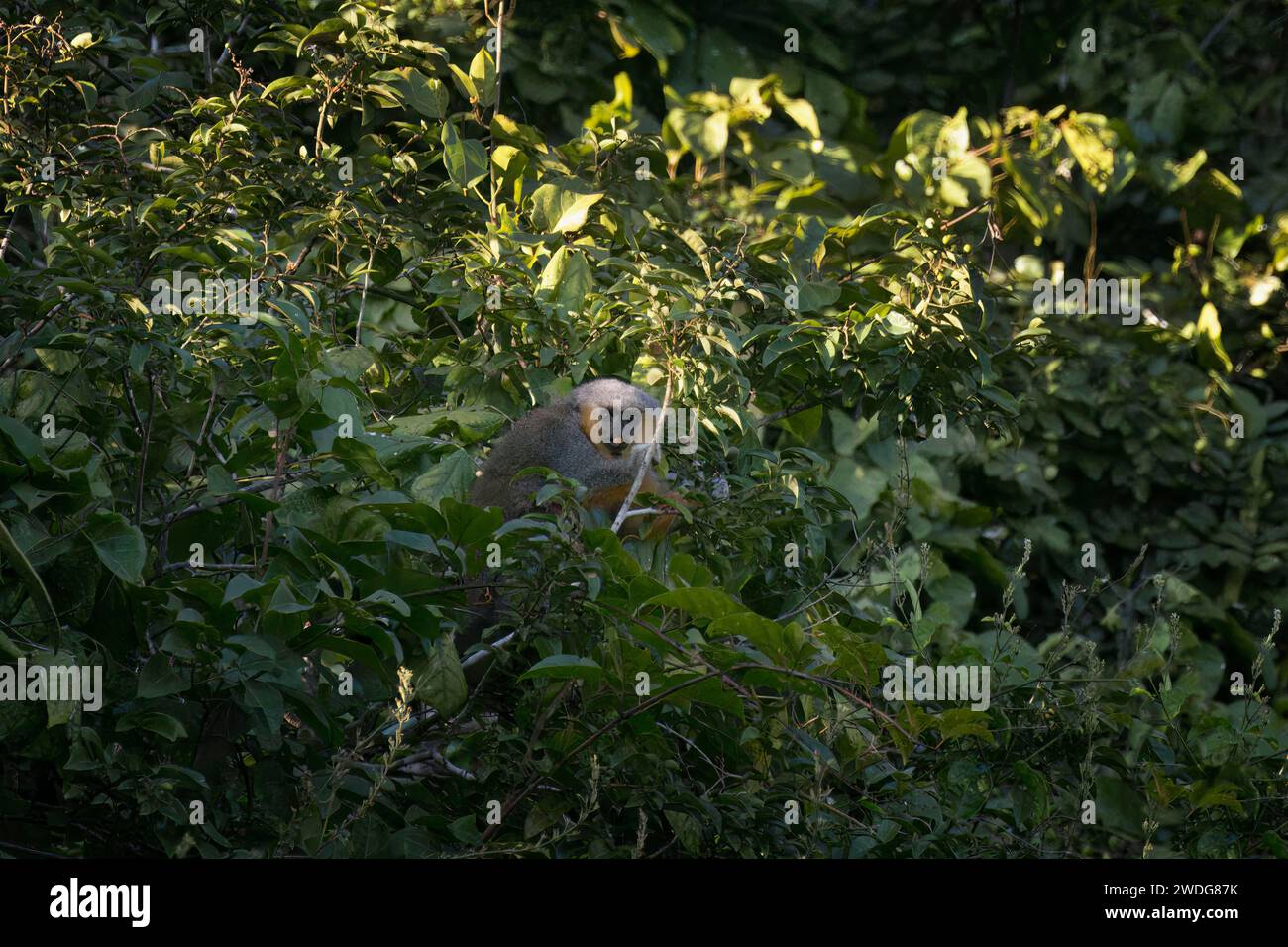 Singe titi à ventre rouge, Plecturocebus moloch, dans son environnement naturel, bassin amazonien, Brésil Banque D'Images