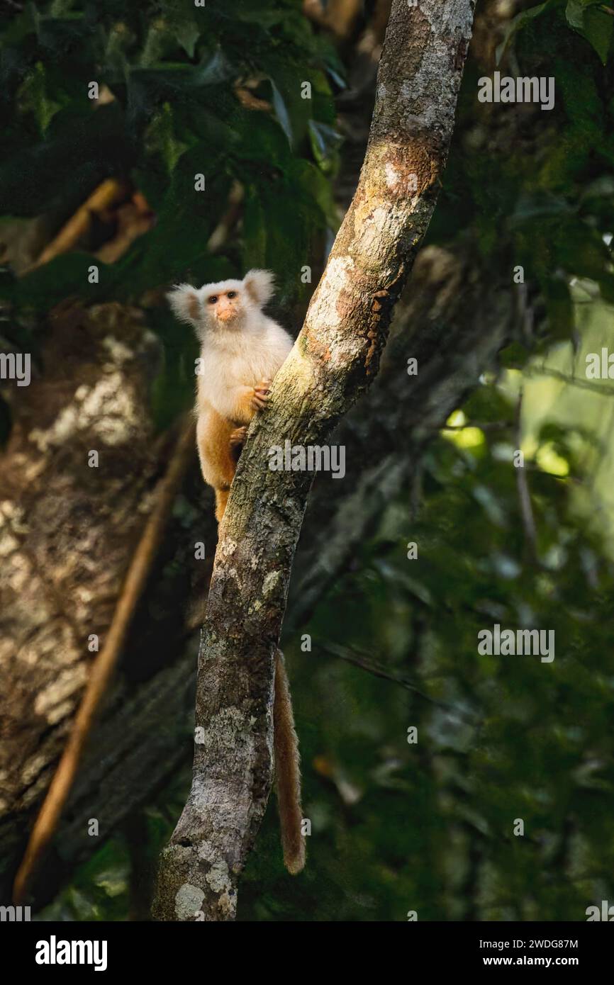 Marmouset d'oreilles de pompon blanc doré, Mico chrysoleucos, bassin amazonien, Brésil Banque D'Images