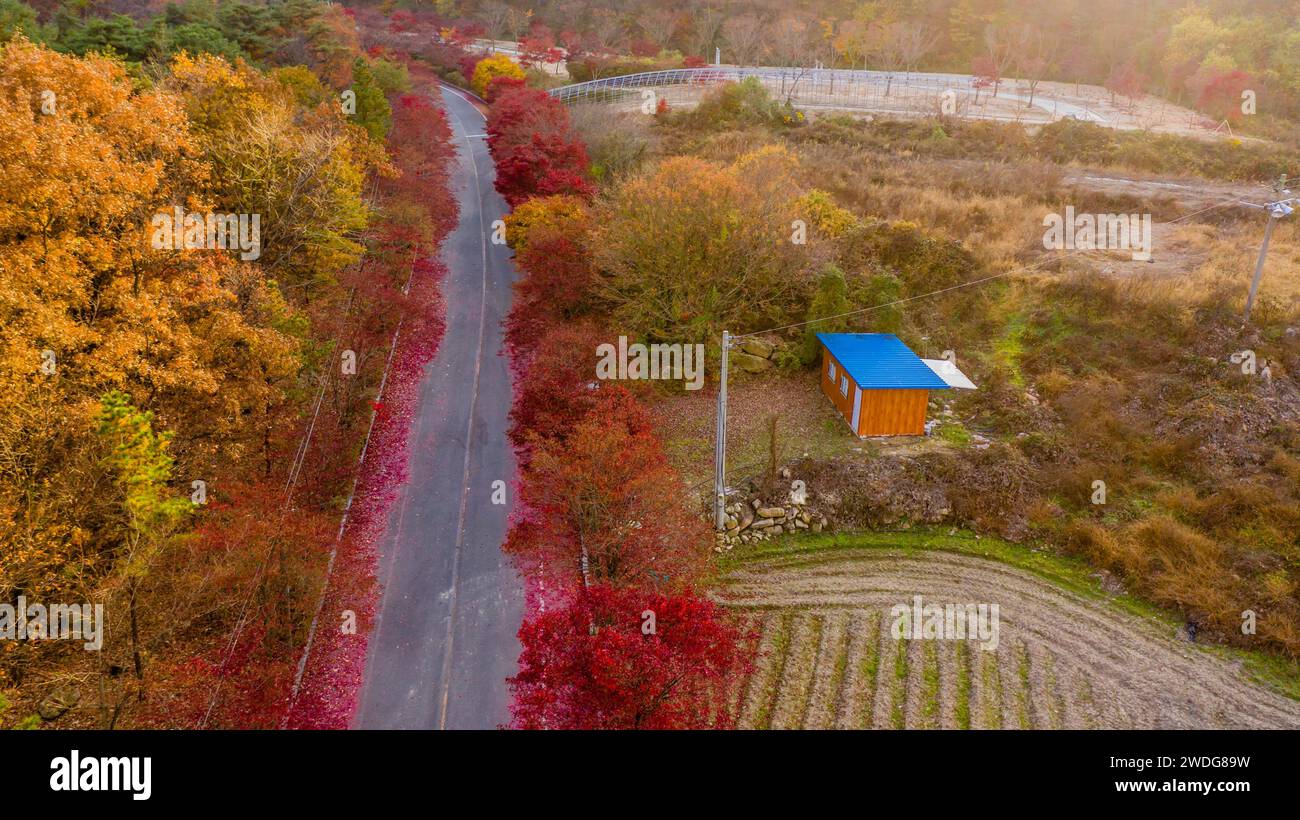Vue aérienne du hangar de stockage sur la route de campagne bordée d'arbres aux couleurs vives de l'automne à Daejeon, Corée du Sud Banque D'Images