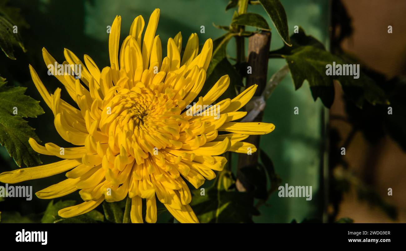 Gros plan de fleur jaune de maman de football avec fond flou doux, Corée du Sud, Corée du Sud Banque D'Images