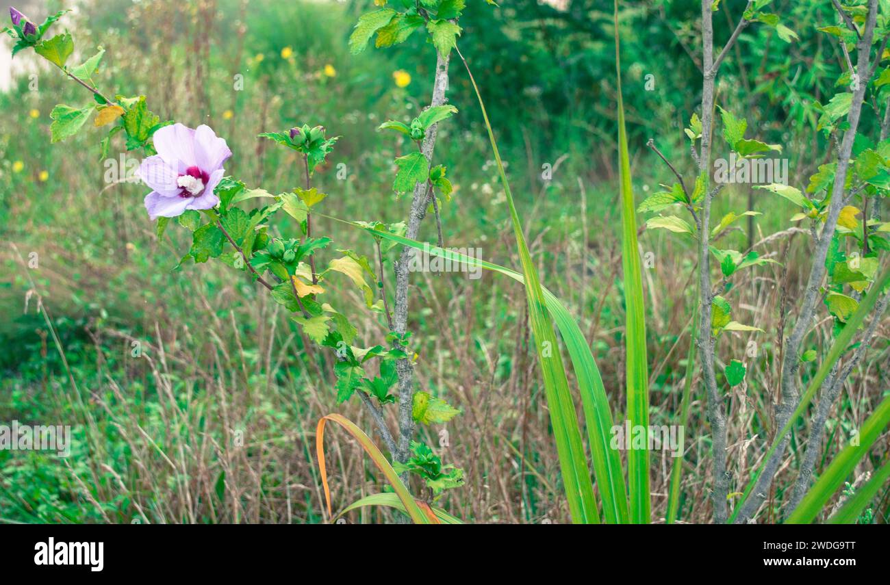 Fleur sauvage violet pâle de la Rose of Sharon Bush dans un cadre naturel en plein air, Corée du Sud Banque D'Images