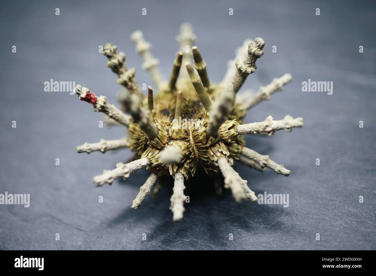 Gros plan sur un oursin rond des Philippines. Rare bel oursin Spoutnik, également appelé oursin lance impérial, Phyllacanthus imperialis Banque D'Images