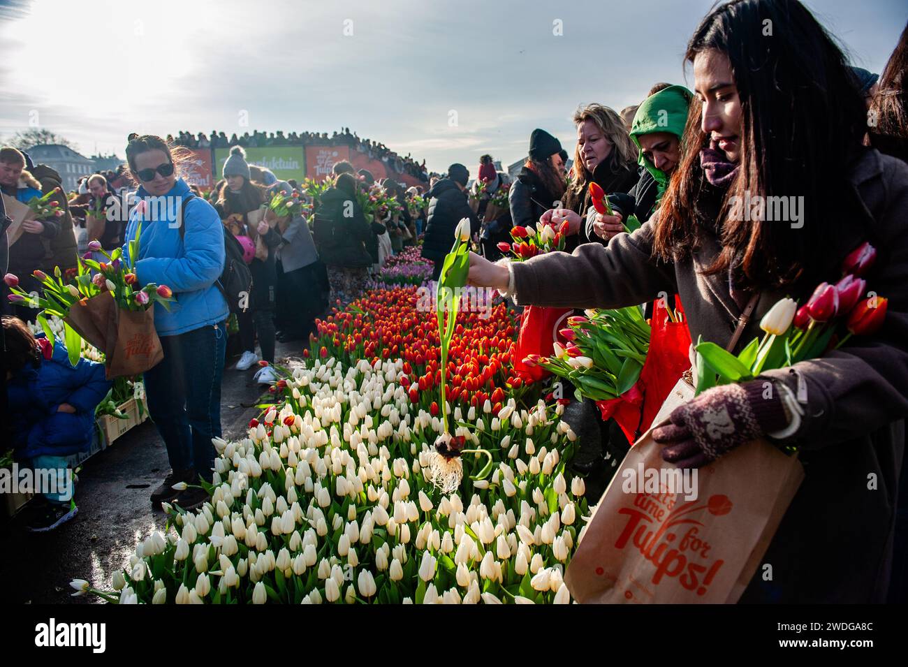 On voit une femme ramasser une tulipe blanche. Chaque année, le 3e samedi de janvier, la Journée nationale des tulipes est célébrée à Amsterdam. Les cultivateurs de tulipes néerlandais ont construit un immense jardin de cueillette avec plus de 200 000 tulipes colorées au Museumplein. Les visiteurs sont autorisés à cueillir des tulipes gratuitement. Parce que cette année le thème est 'let's Dance', le DJ/producteur néerlandais international 'Hardwell' était l'invité spécial pour ouvrir cet événement. Banque D'Images