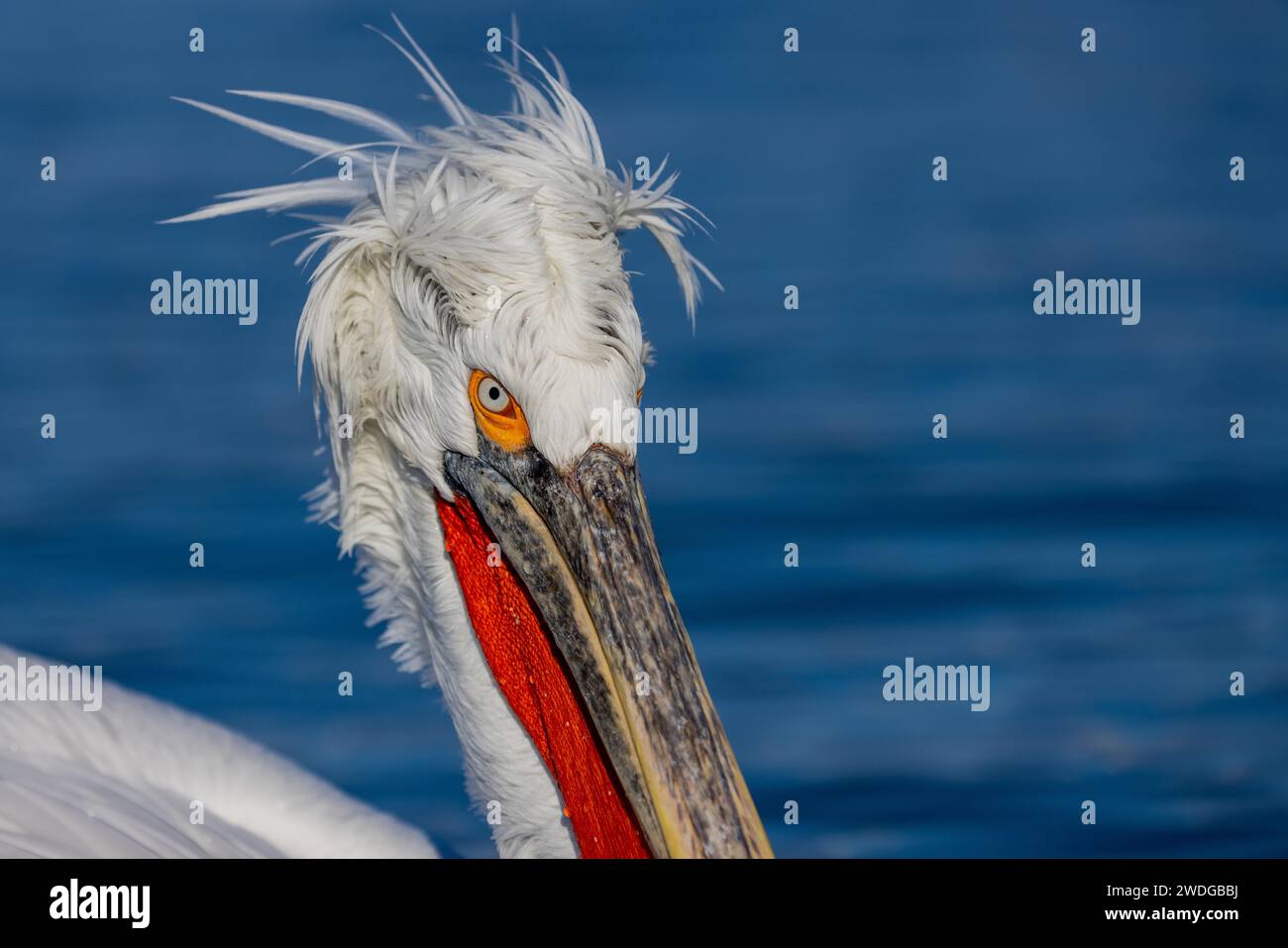 Pélican dalmate (Pelecanus crispus), portrait, poche de gorge rouge, lac Kerkini, Grèce Banque D'Images Pélican dalmate (Pelecanus crispus), portrait, poche de gorge rouge, lac Kerkini, Grèce Banque D'Images