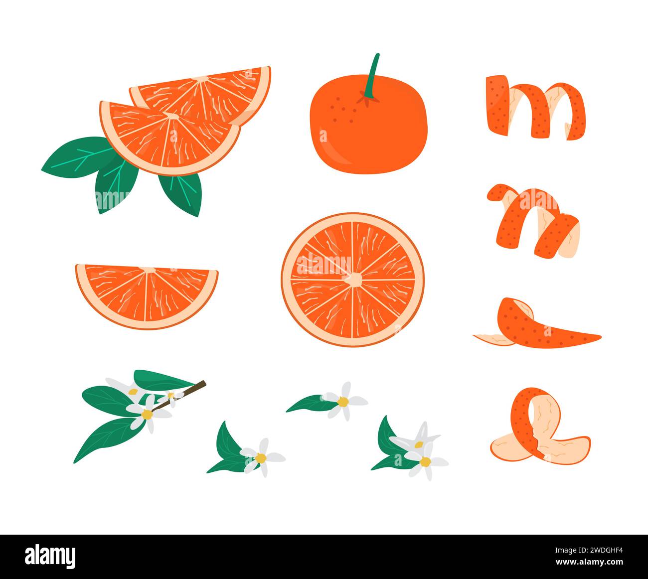 Zeste, feuilles et brunch avec fleur de fruit orange set illustration vectorielle. Collection de mandarine entière, tranche et moitiés isolées. Agrumes sl Illustration de Vecteur