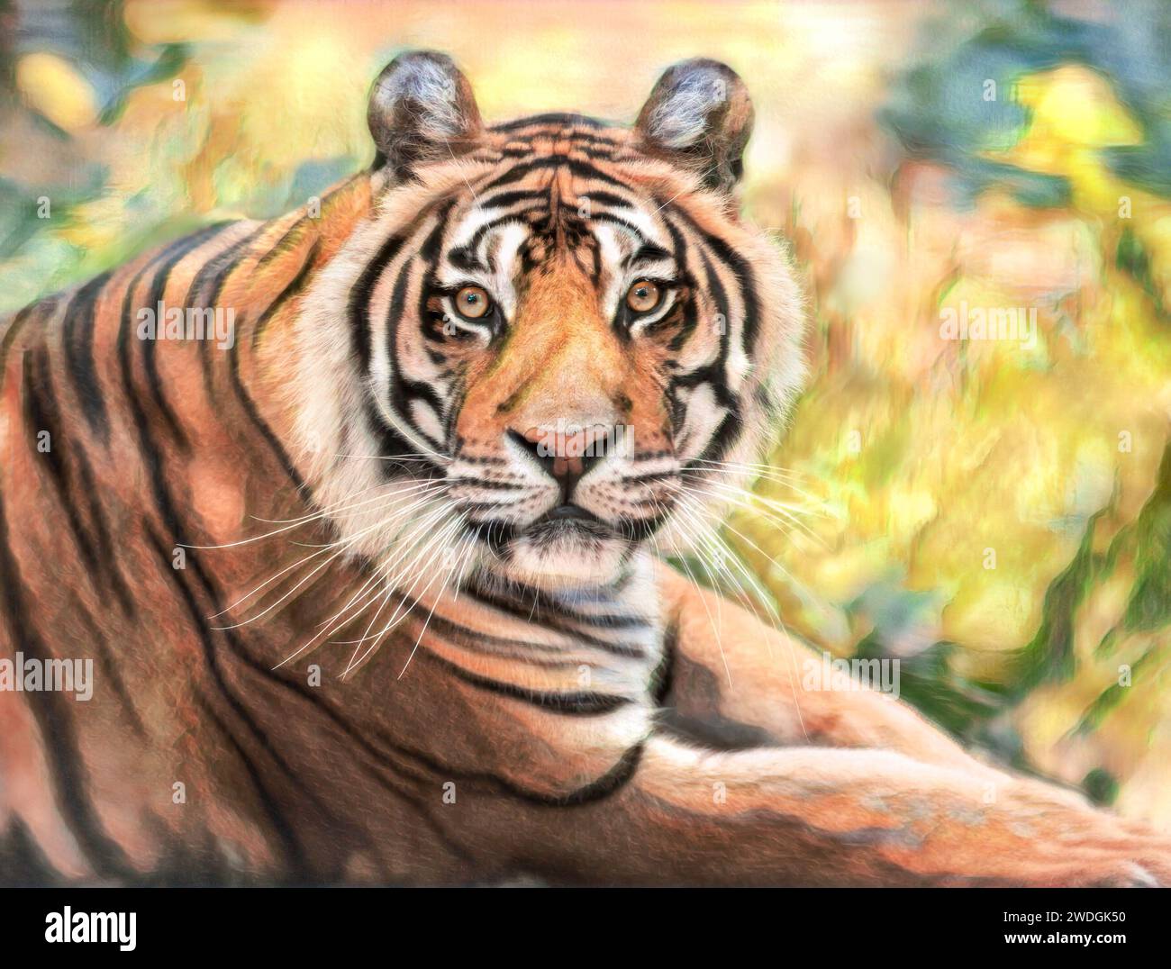 Tigre du Bengale en captivité Banque D'Images