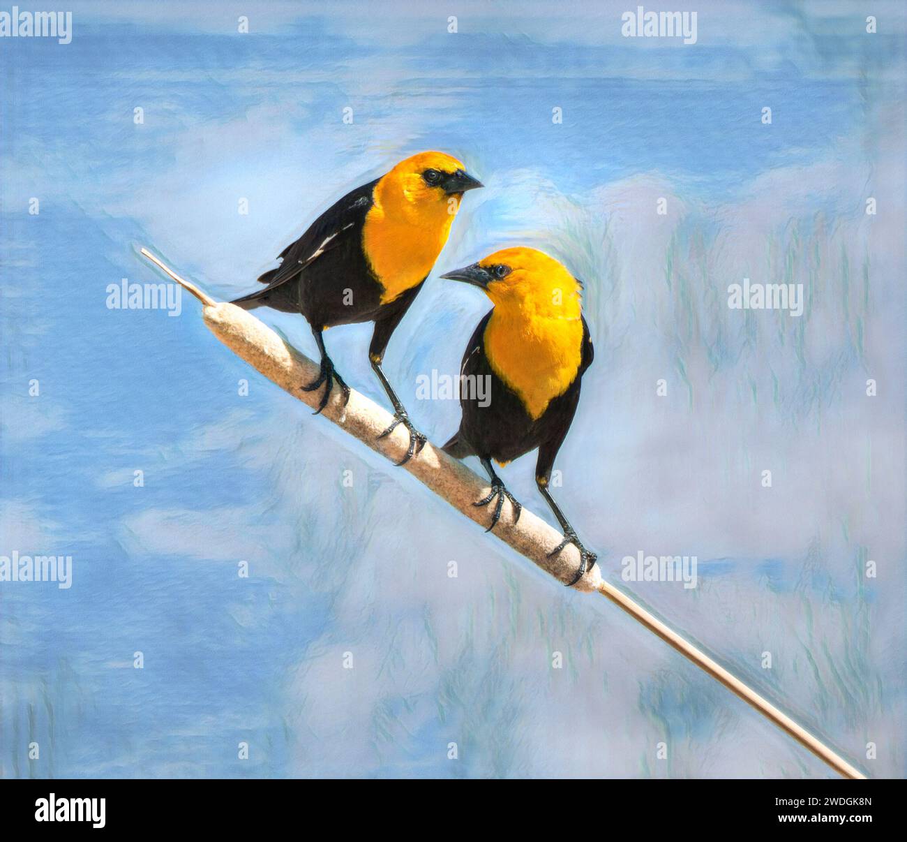 Une paire de Blackbirds à tête jaune perchée sur une tige de queue de cheval Banque D'Images