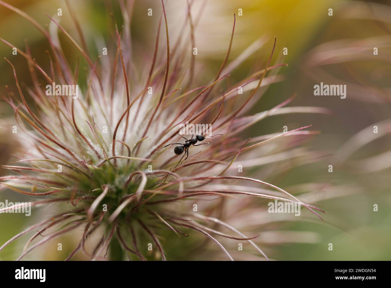 Une image macro d'une fourmi sur la tête de graine d'une fleur de Pasque. Banque D'Images