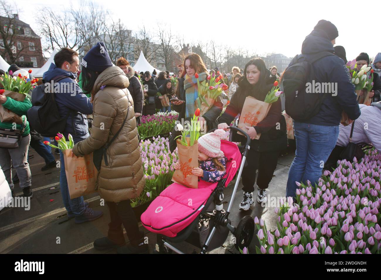 Des milliers de personnes ont ramassé des tulipes gratuites lors de la Journée nationale des tulipes sur la place du Musée près du Rijskmuseum le 20 janvier 2024 à Amsterdam, pays-Bas Banque D'Images