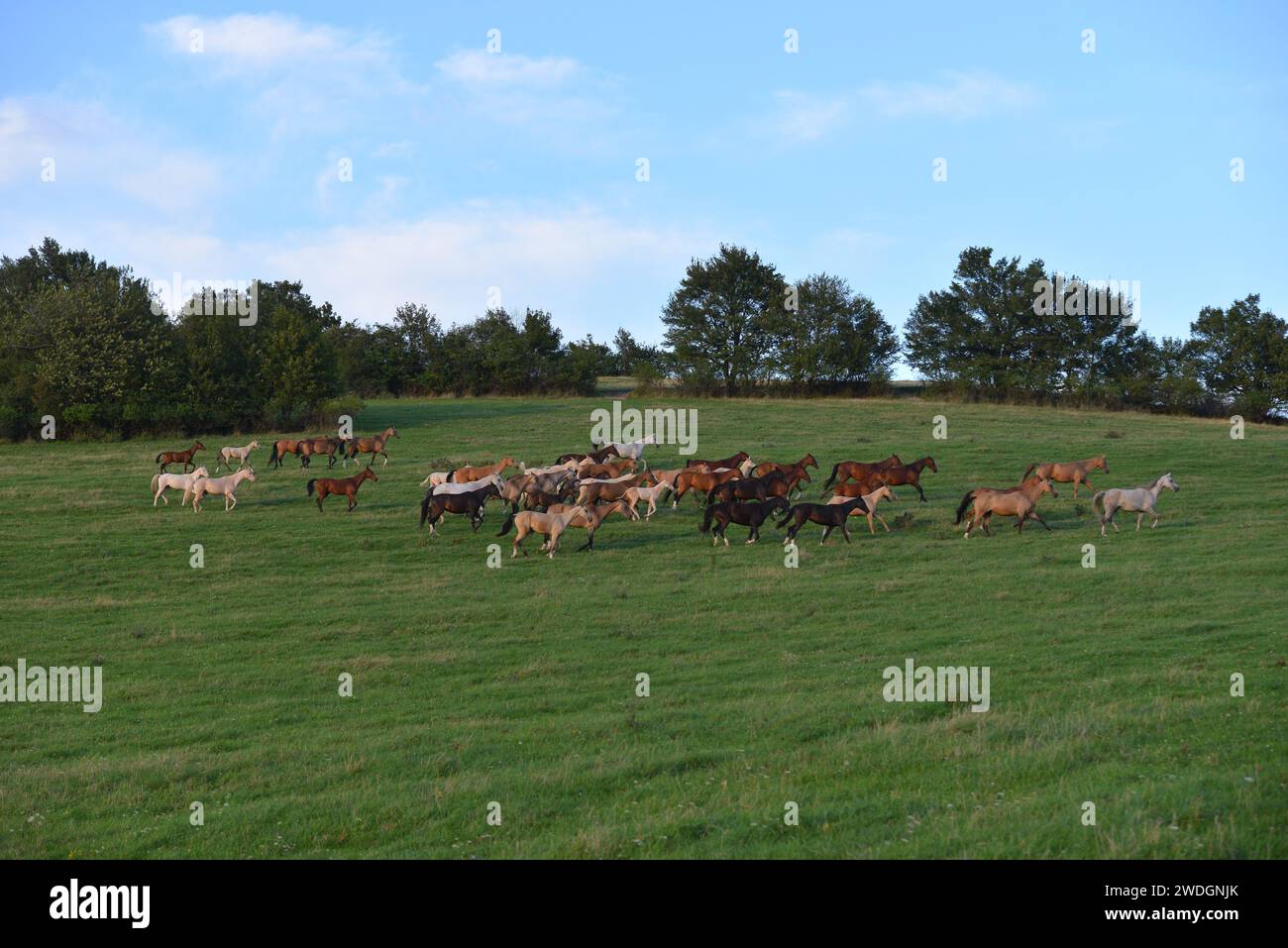 Chevaux. Course. portrait. magnifique Banque D'Images