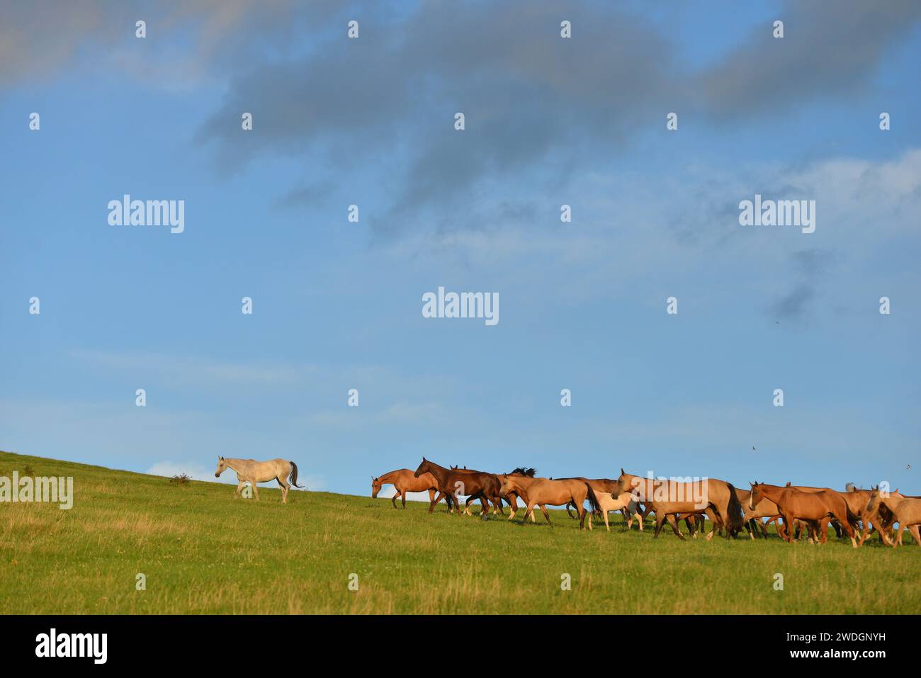 Chevaux. Course. portrait. magnifique Banque D'Images