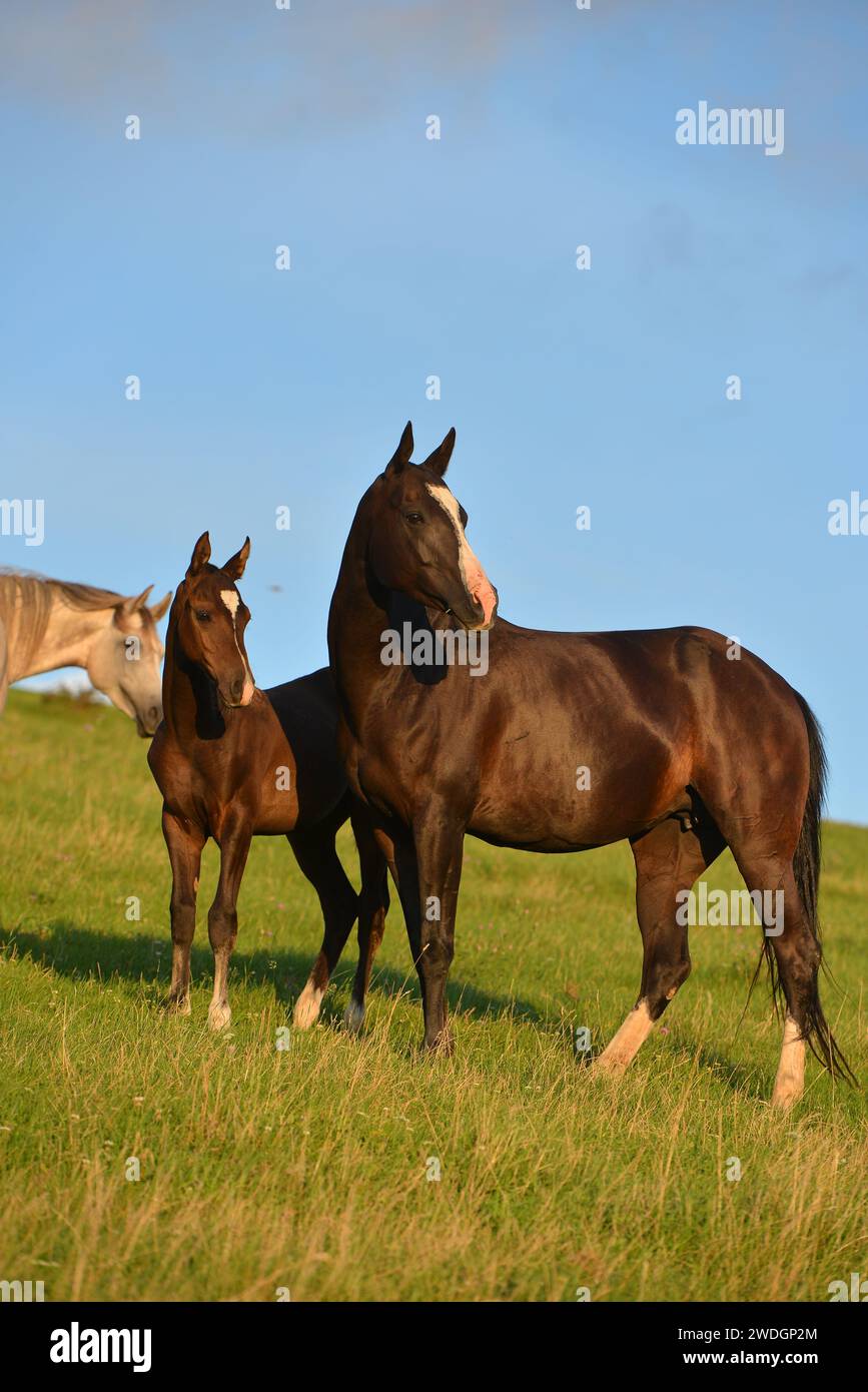 Chevaux. Course. portrait. magnifique Banque D'Images